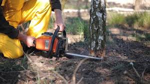 Shady Hollow, TX Tree Removal and Landscaping Services Company